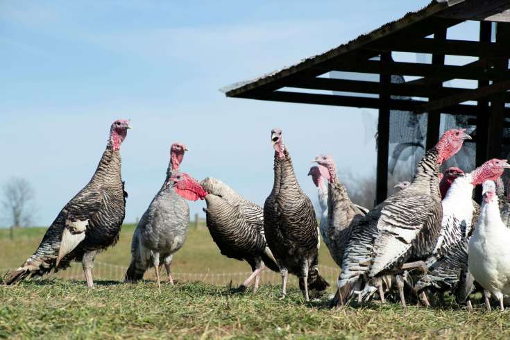 The ultimate Thanksgiving portfolio with costs on the rise