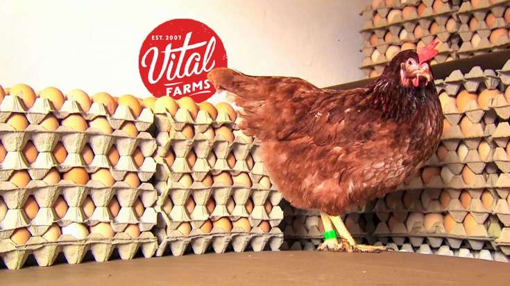 How Vital Farms turned 27 acres into a $450 million egg empire